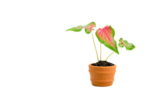 Green potted plant, trees in the pot isolated on white background.