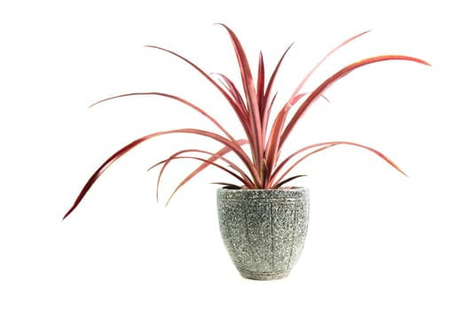 Red potted plant, trees in the pot isolated on white background.