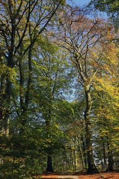 In the autumnal beech forest on the Heiligenberg in Heidelberg