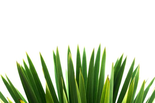 Green leave isolated over white background with clipping path.