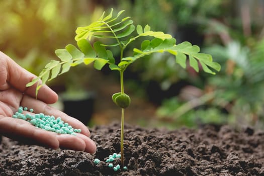 Seedling concept by human hand apply fertilizer young tree over green background