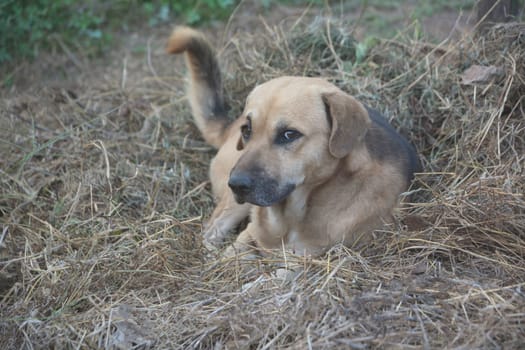 Poor homeless dog looking at someone with an outdoors in nature.