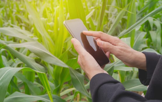 Hand of woman using smart phone, personal chat, and social media on nature background.
