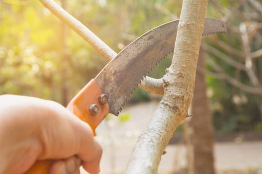 Gardener pruning trees with pruning shears on nature background.