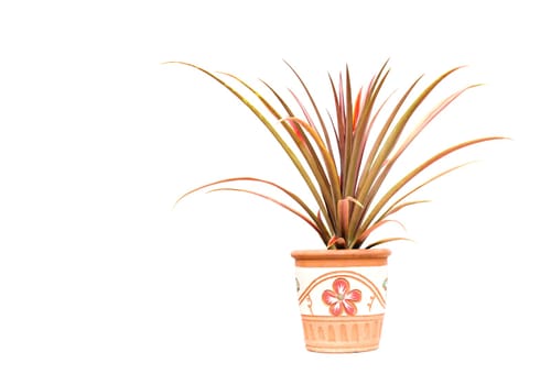 Green potted plant, trees in the cement pot isolated on white background.