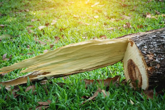 Tree stump after a tree was cut down in the park. The dead tree is surrounded by green grass field.