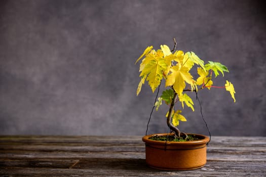 maple  bonsai with fall leaves in brown bowl on wooden board in front of gray background