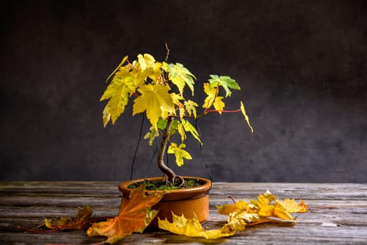 maple  bonsai with fall leaves in brown bowl on wooden board in front of gray background
