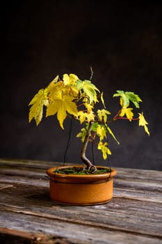 maple  bonsai with fall leaves in brown bowl on wooden board in front of gray background