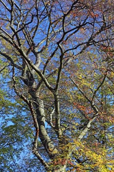 View into the treetop of a European beech Fagus sylvatica