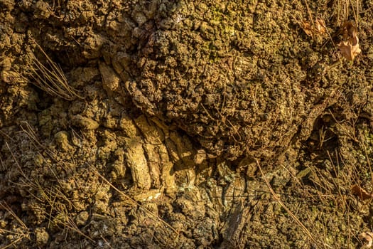 Close-up of old wood, texture of the wood bark and surface