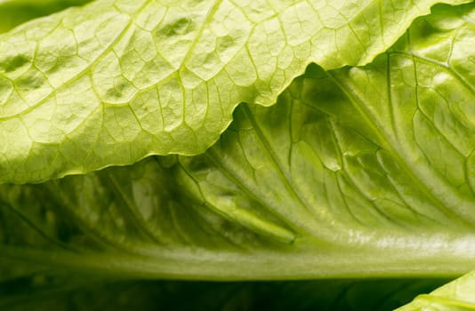 Close up of organic green leaf lettuce