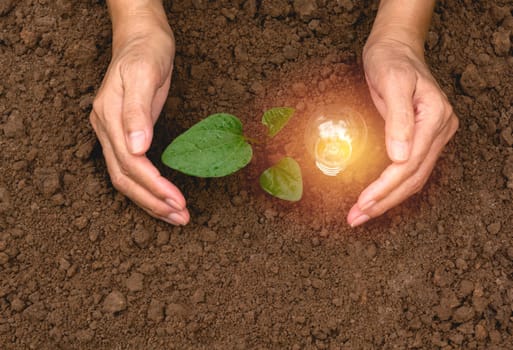 Hand of person holding light bulb for idea or success and solar energy concept.