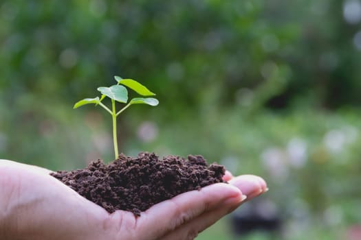 Human hands holding green small plant life concept. Ecology concept.