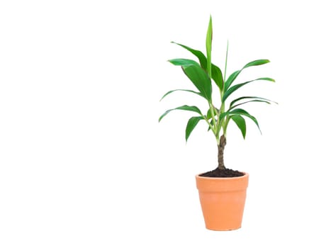 Green potted plant, trees in the cement pot isolated on white background.