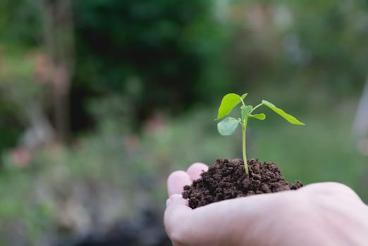 Human hands holding green small plant life concept. Ecology concept.