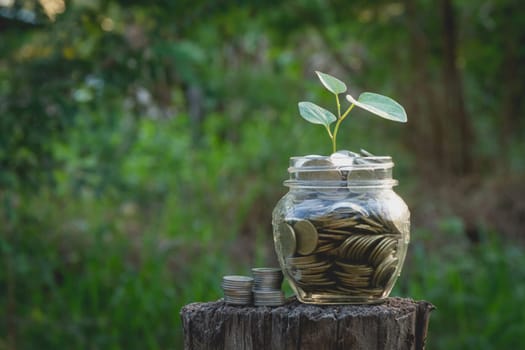 Coins in jar on nature background, Concept finance business, saving investment and accounting concept.