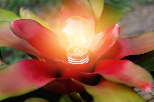 Light bulbs with glowing on ground. Idea, creativity and saving energy with light bulbs concept.