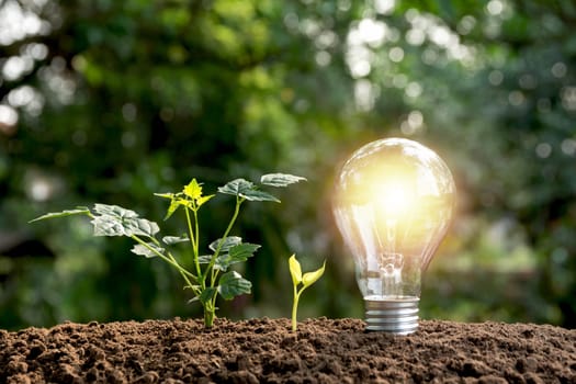 Light bulbs with glowing on ground. Idea, creativity and saving energy with light bulbs concept.