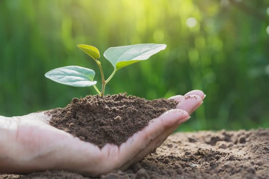 Human hands holding green small plant life concept. Ecology concept.