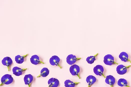 Butterfly pea flower isolated on pink background with copy space for insert text.
