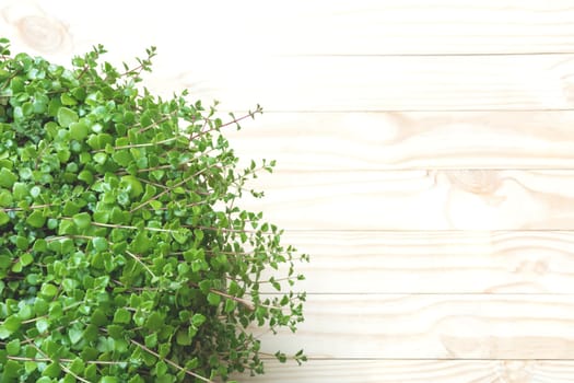 Top view of green plant on wooden table and copy space for insert text.