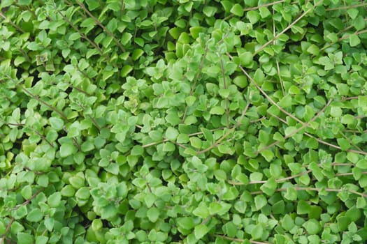 Close up of green plant texture and background.