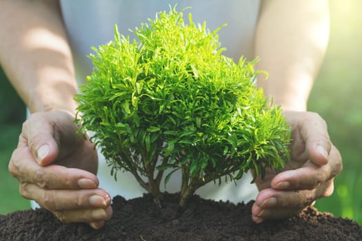 Hand protecting a green young plant with growing in the soil on nature background.