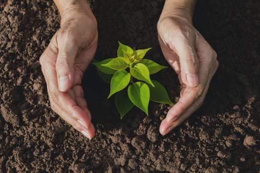 Hand protecting a green young plant with growing in the soil on nature background.