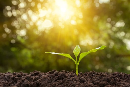 Green young plant growing in soil on nature background
