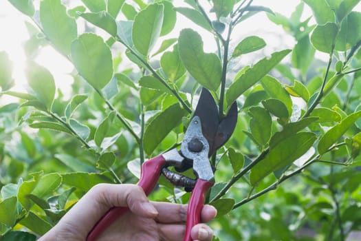 Gardener pruning trees with pruning shears on nature background.