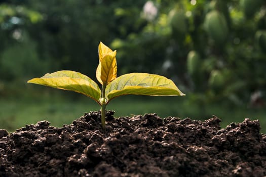 Green young plant growing in soil on nature background