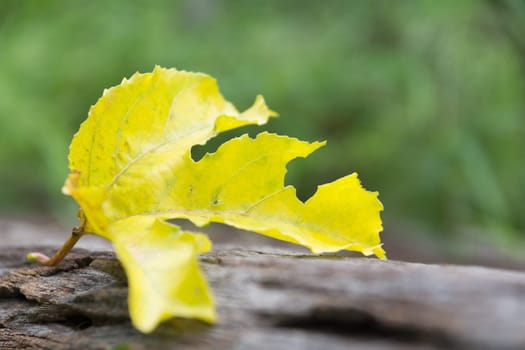 Close up of green leaf. Green fresh plants on nature background.