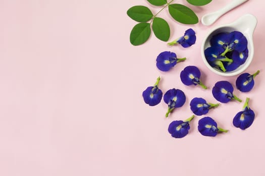 Butterfly pea, blue pea flower herbal. healthy and herb concept.