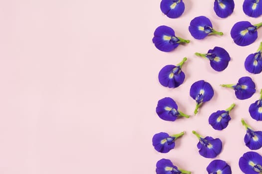 Butterfly pea flower isolated on pink background with copy space for insert text.