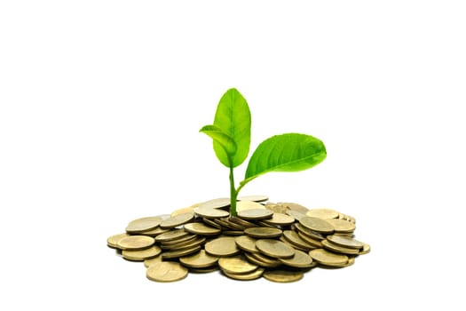 Saving money concept with money coin stack isolated on white background. financial and accounting concept.