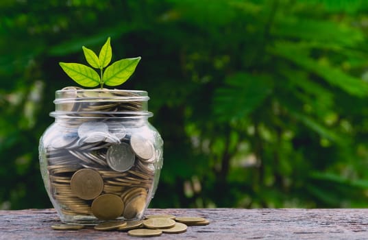 Saving money with coin in glass jar and green plant for business and accounting concept on nature background.