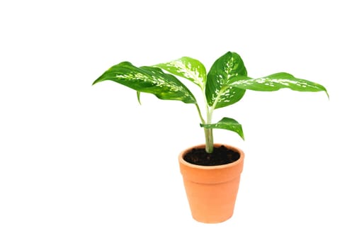 Green potted plant, trees in the cement pot isolated on white background.