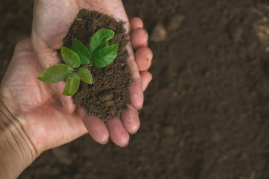 Human hands holding green small plant life concept. Ecology concept.