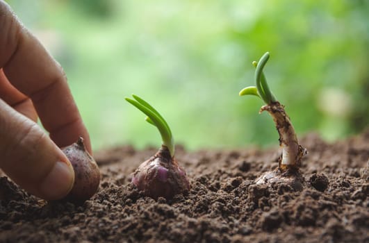 Seedling concept by human hand with young tree on nature background.