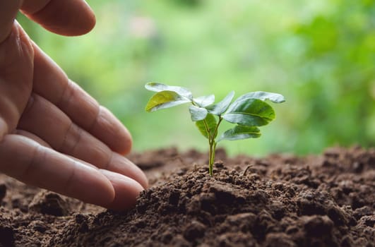 Seedling concept by human hand with young tree on nature background.