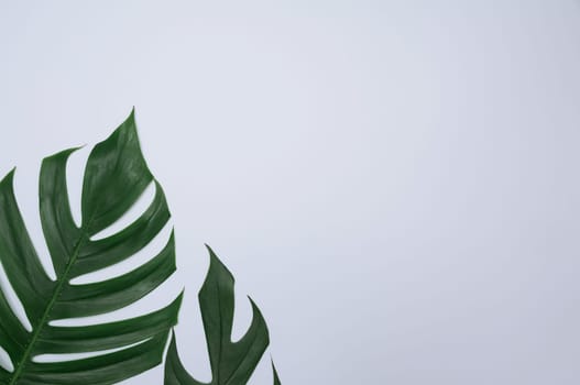 Green sugarcane leave on white background and copy space for insert text.