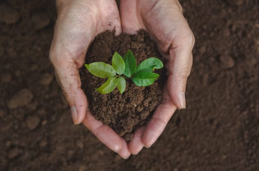 Human hands holding green small plant life concept. Ecology concept.