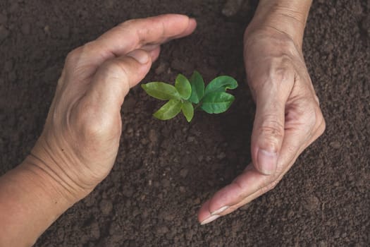 Hand protecting a green young plant with growing in the soil on nature background.