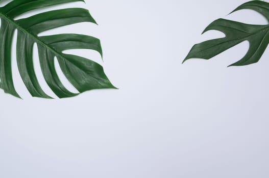 Green sugarcane leave on white background and copy space for insert text.