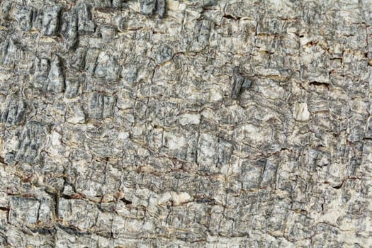 Close up of dry tree bark texture background.
