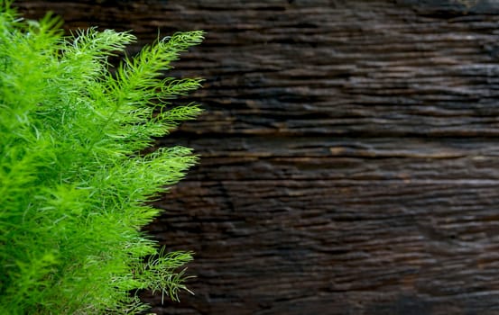 Green plant with copy space for insert text, trees on wooden background.