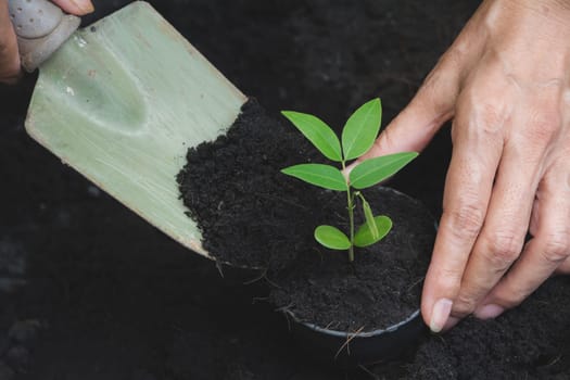 Seedling concept by human hand with young tree on nature background.