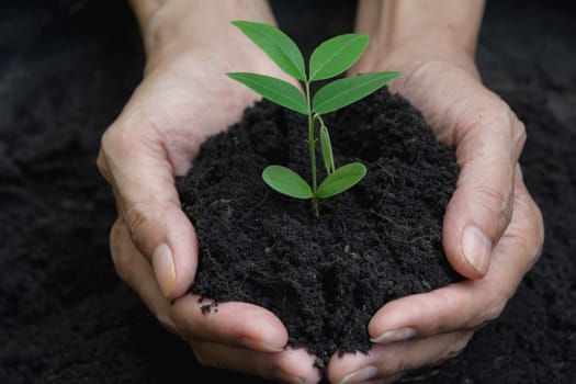Human hands holding green small plant life concept. Ecology concept.