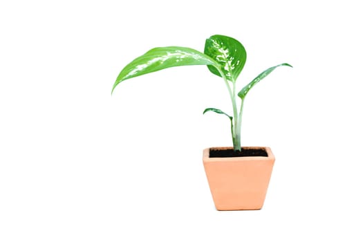 Green potted plant, trees in the cement pot isolated on white background.